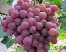 吃螃蟹后能吃葡萄嗎？螃蟹和葡萄能一起吃嗎？