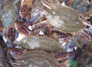 梭子蟹多少錢一斤？梭子蟹多少錢一只？