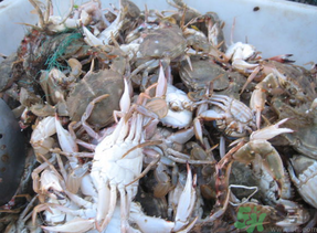 梭子蟹多少錢一斤？梭子蟹多少錢一只？