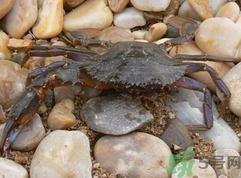 梭子蟹怎么保存？活的梭子蟹怎么保存？