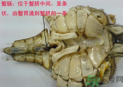 梭子蟹哪些部位不能吃？梭子蟹哪些人不能吃？