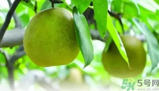 吃梨子喝水會拉肚子嗎？吃完梨子能喝水嗎？