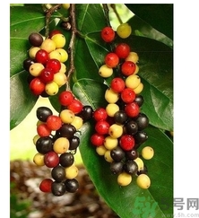 五月茶的功效 五月茶怎么吃？