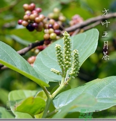 五月茶的功效 五月茶怎么吃？