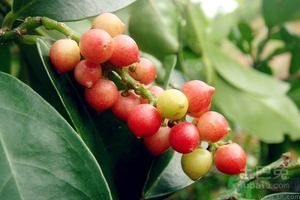 五月茶的功效 五月茶怎么吃？