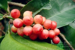 五月茶的功效 五月茶怎么吃？