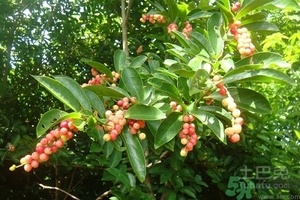 五月茶的功效 五月茶怎么吃？