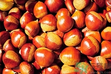 吃栗子會胖嗎？栗子吃多了會怎樣？