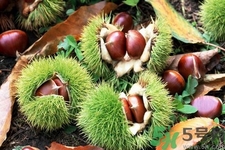 吃栗子會上火嗎？吃栗子會便秘嗎？