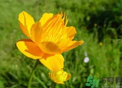 金蓮花怎么泡水喝?金蓮花泡水喝的功效與作用 金蓮花怎么泡水喝?金蓮花泡水喝的功效與作用