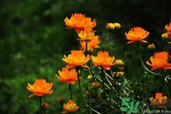 金蓮花怎么泡水喝?金蓮花泡水喝的功效與作用 金蓮花怎么泡水喝?金蓮花泡水喝的功效與作用