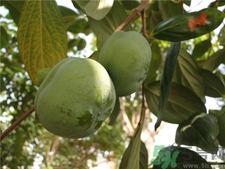 柿子里面的黑點(diǎn)是什么?柿子里面的黑點(diǎn)能吃嗎? 柿子里面的黑點(diǎn)是什么?柿子里面的黑點(diǎn)能吃嗎?