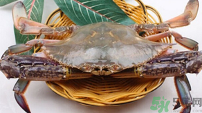 梭子蟹怎么挑選？梭子蟹挑選圖解