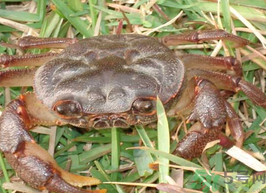 梭子蟹能冷凍嗎？梭子蟹如何冷凍保存？