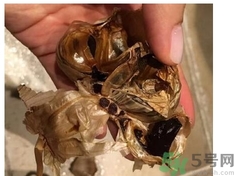 黑蒜可以補身體嗎？怎么自制黑蒜？