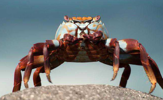 盤錦河蟹怎么保存？盤錦河蟹如何存放？