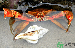 河蟹死了一天能吃嗎？河蟹死了多久不能吃？