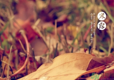 寒露是什么意思？寒露是幾月幾日