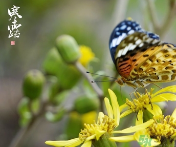 寒露穿什么衣服？寒露要注意什么？