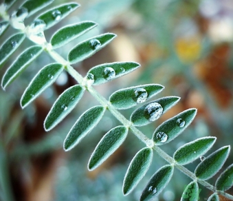 寒露出生的人好不好？寒露出生人怎么取名？