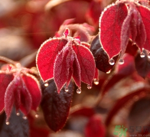 寒露出生的人好不好？寒露出生人怎么取名？