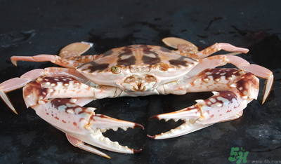 梭子蟹和花蟹的區(qū)別？梭子蟹和花蟹哪個好吃？