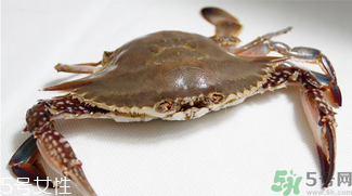 梭子蟹和飛蟹的區(qū)別？飛蟹是梭子蟹嗎？