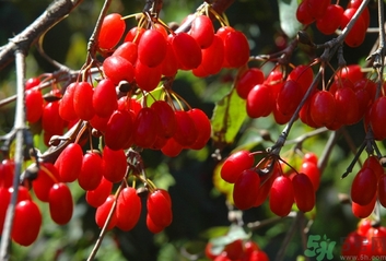 茱萸是什么？重陽節(jié)為什么要插茱萸？