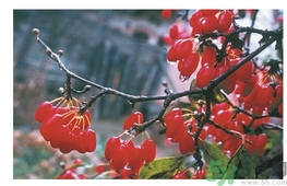 茱萸是什么？重陽節(jié)為什么要插茱萸？