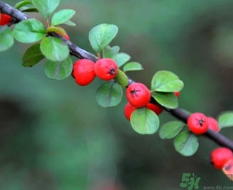 茱萸是什么？重陽節(jié)為什么要插茱萸？