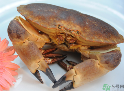 面包蟹多少錢一斤？面包蟹多少錢一只？
