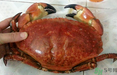 面包蟹怎么吃？面包蟹的吃法詳解