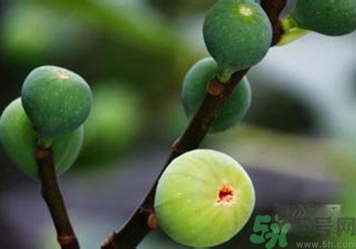 吃無花果會過敏嗎？吃無花果干會過敏嗎？