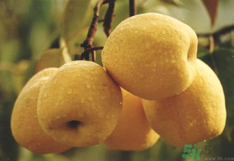 雪花梨怎么吃治咳嗽？雪花梨可以治咳嗽嗎？