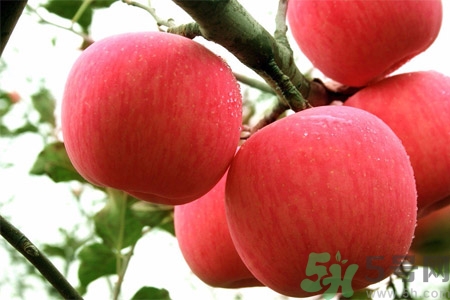 孕婦吃嘎啦果的好處有哪些？嘎啦果的營養(yǎng)價(jià)值