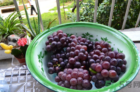 巨峰葡萄多少錢一斤？巨峰葡萄價格