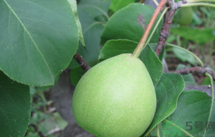 孕婦可以吃香水梨嗎？香水梨孕婦能吃嗎？