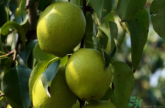 孕婦可以吃香水梨嗎？香水梨孕婦能吃嗎？