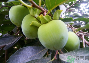 青柿子怎么吃？青柿子能吃嗎？