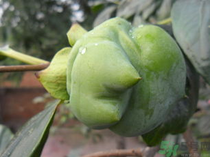 青柿子怎么吃？青柿子能吃嗎？