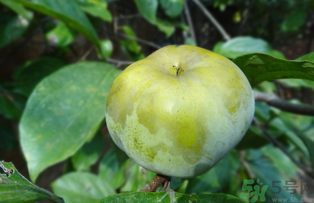 青柿子怎么吃？青柿子能吃嗎？