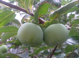 青柿子怎么變熟？青柿子怎么催熟？