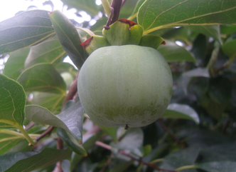 青柿子怎么變熟？青柿子怎么催熟？