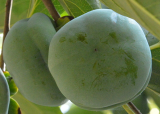 青柿子怎么變熟？青柿子怎么催熟？