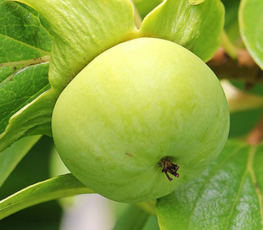 青柿子怎么變熟？青柿子怎么催熟？