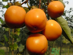 懶柿子怎么做？怎樣做懶柿子？