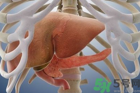 男性護(hù)肝的方法有哪些？養(yǎng)肝護(hù)肝必吃3大營(yíng)養(yǎng)素