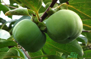 生柿子有毒嗎？生柿子吃了會怎樣？