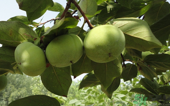 生柿子有毒嗎？生柿子吃了會怎樣？