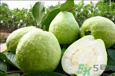 芭樂怎么吃？芭樂的營養(yǎng)價(jià)值與功效